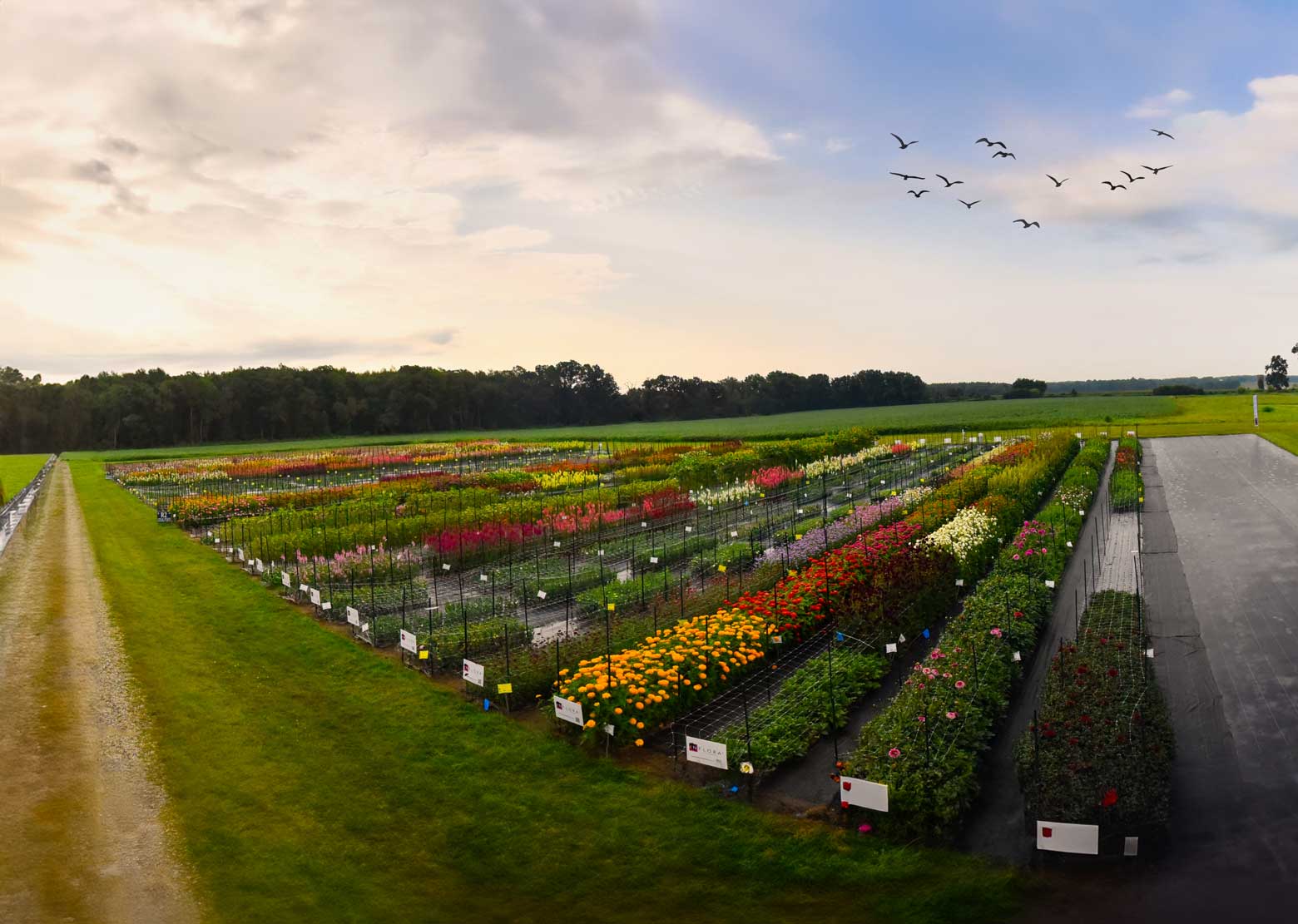 D75_4664-Panocutflowers